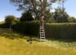 Neat-and-Stripy-Headge-Maintenance